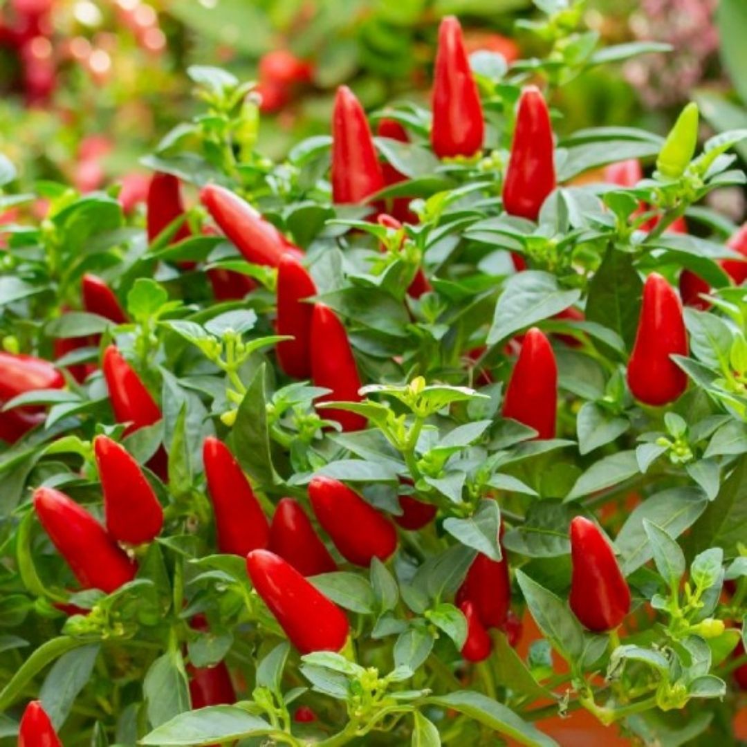 Chili Pepper