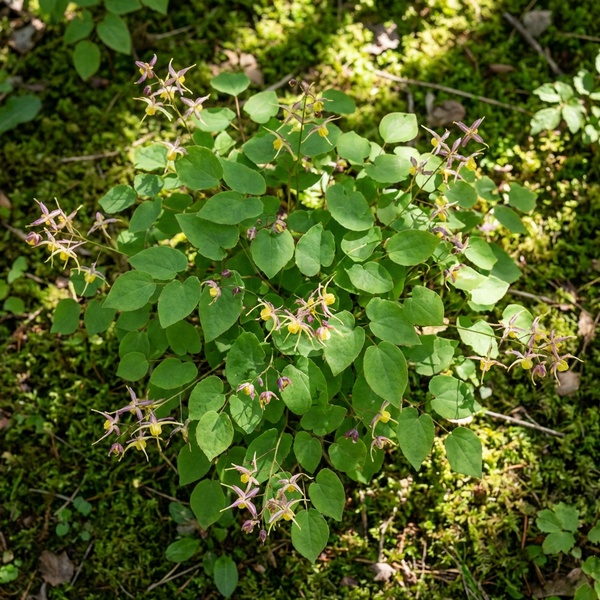 Horny Goat Weed